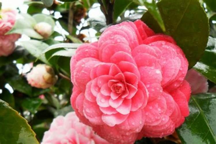 茶花的叶子发黄掉落是什么原因？