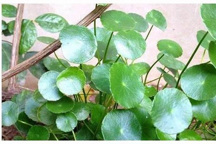 铜钱草可以用氮肥吗