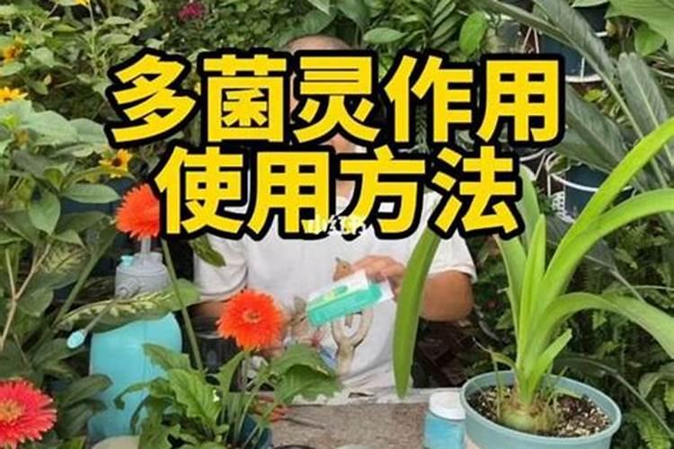 桂花树移栽要注意什么？