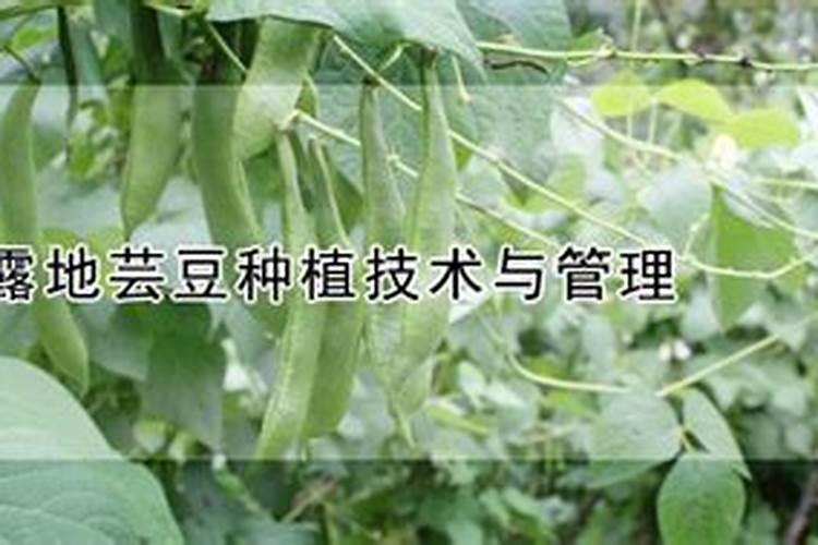 秋扁豆的肥料是什么