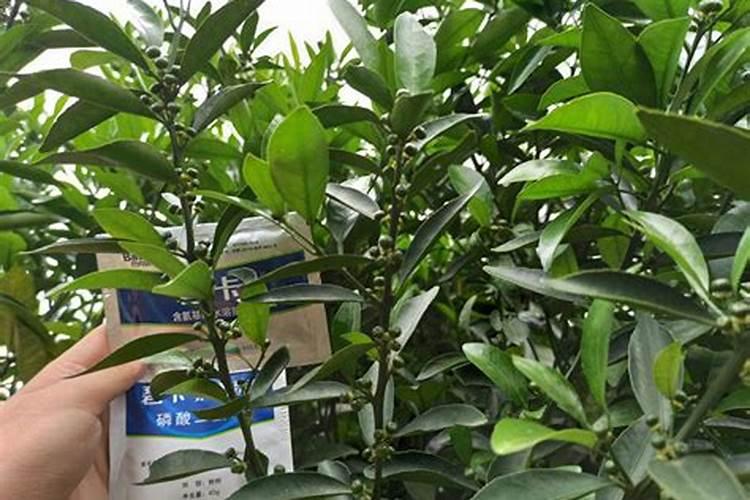 花多多1号什么时候用最好