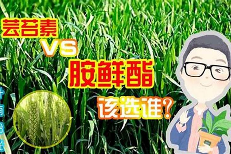 大蒜素过量喂鱼会引起粘液增多吗