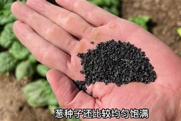 让园土变得疏松富有营养土(如何把普通土变成肥沃的土壤)