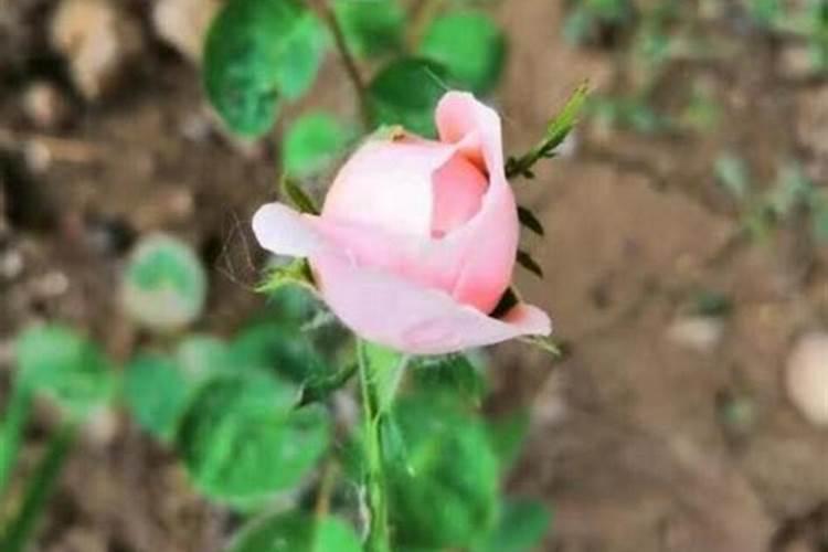 夏季养月季该如何施肥