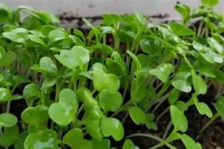 白菜苔种植关键技术