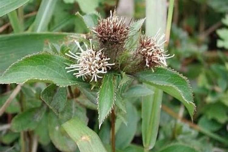 农博金草苍术种植施肥过多会造成营养过剩吗？