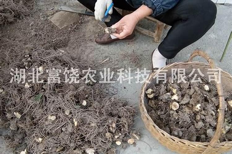苍术打叶面肥几天能打除草剂