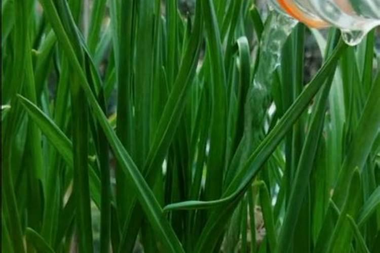 大蒜种植如何过冬