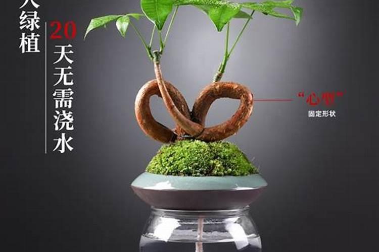 水培绿萝用什么肥料