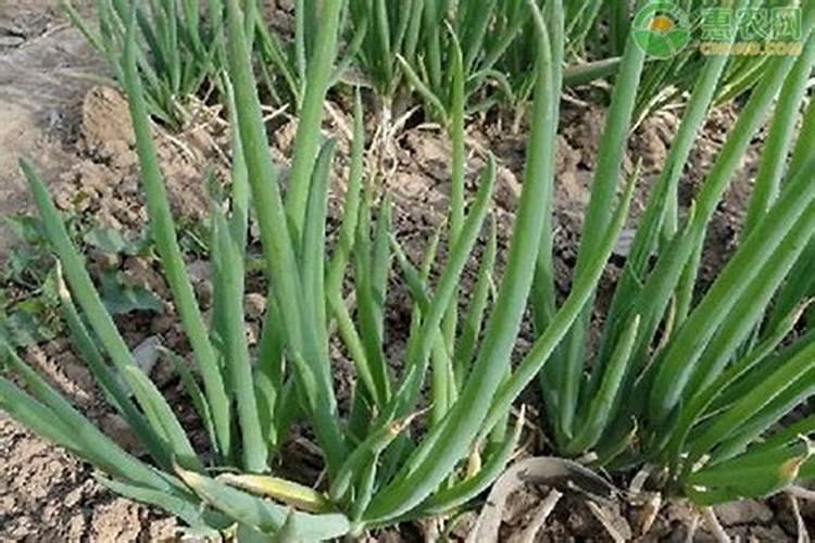 镁肥补施镁肥方法