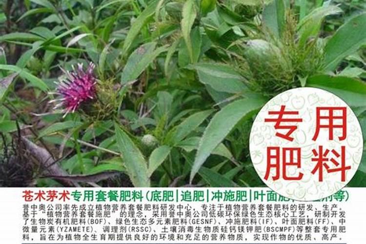 种植苍术用什么肥料,苍术施什么肥料好