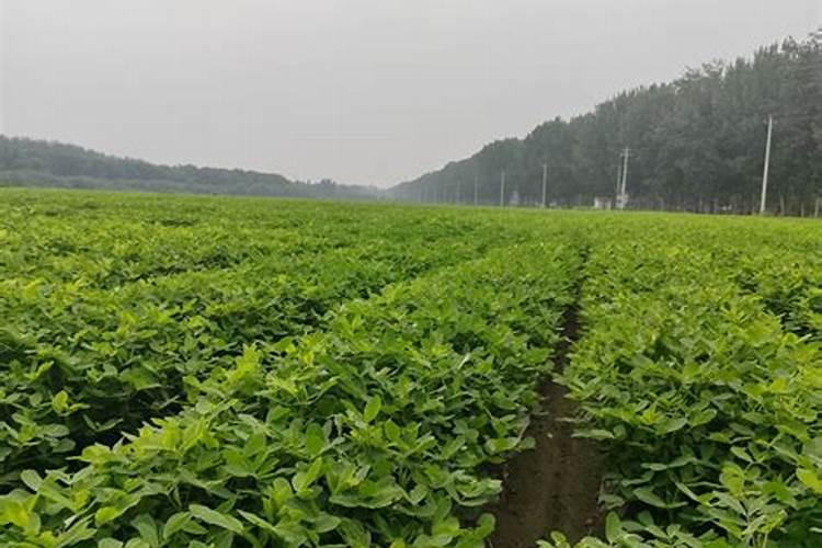 花生空壳是什么原因造成的
