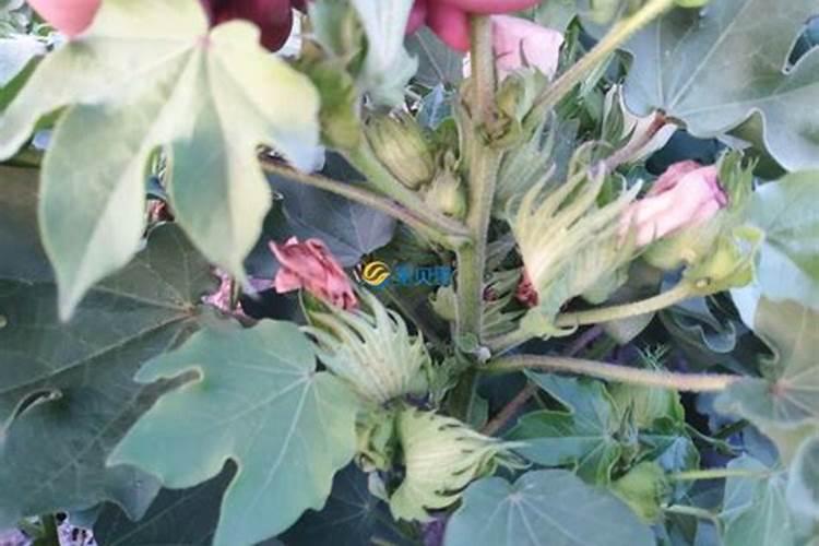 棉花追肥用什么肥料好