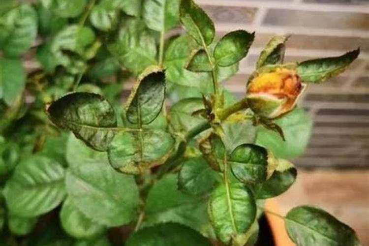 月季花现在都发芽了,而且也长新叶子了,可以施肥吗？