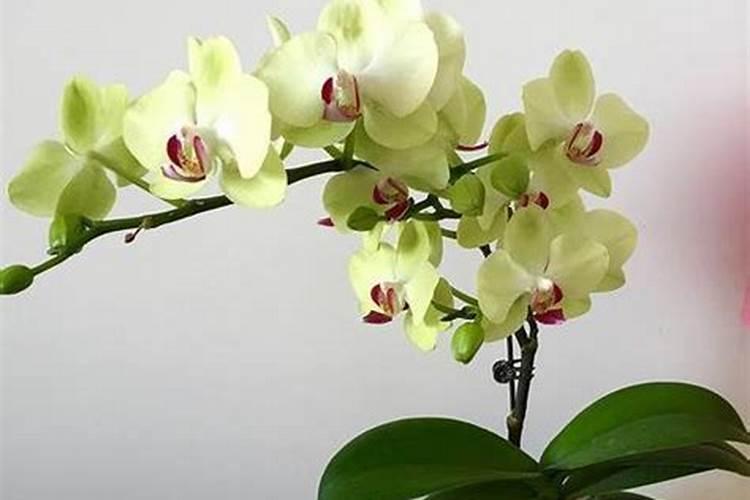 蝴蝶兰可施氮肥吗