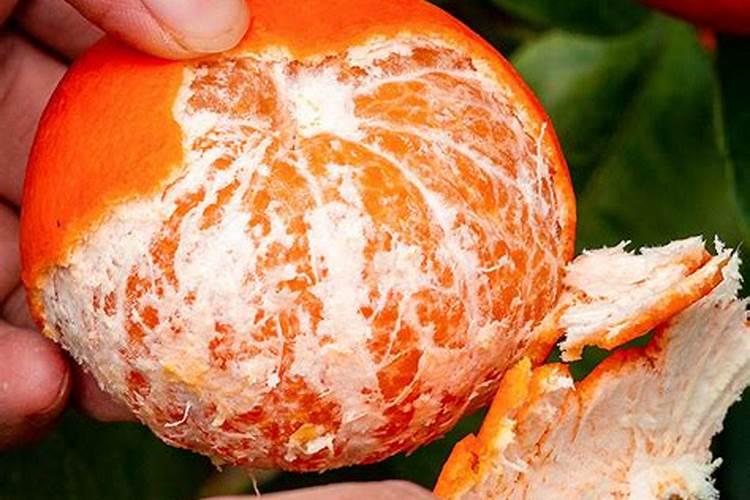 沃柑防话太阳果的方法