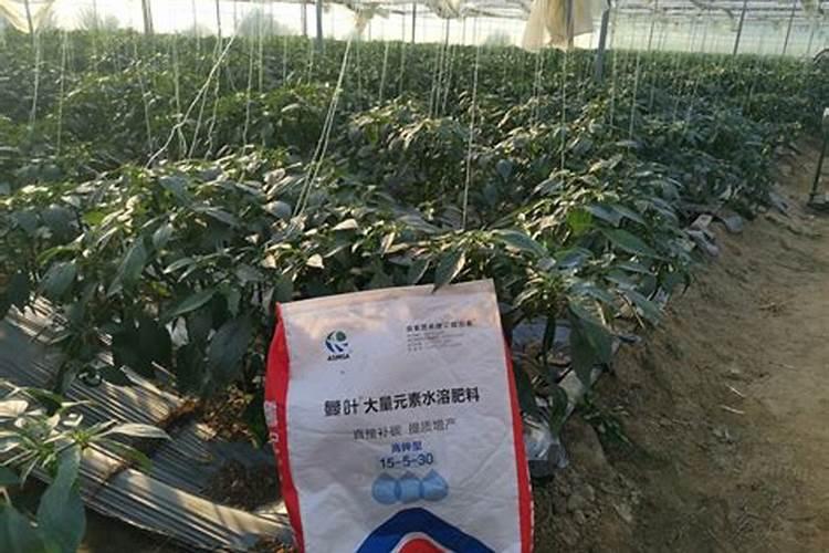 杜鹃花怎样施肥 施什么肥比较好