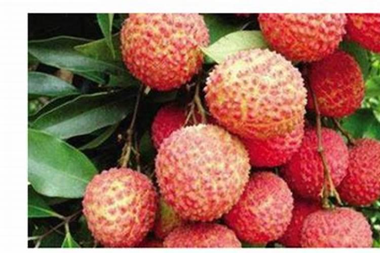 荔枝树用什么肥料最好