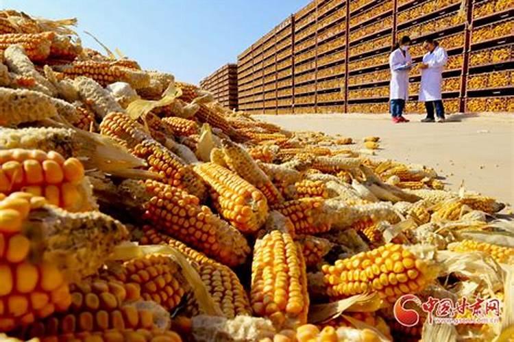 玉米专用肥料什么品牌的好？
