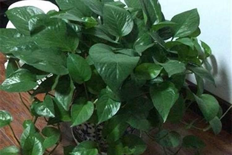 绿植施肥用什么肥料最好,给绿植施4种肥长得好