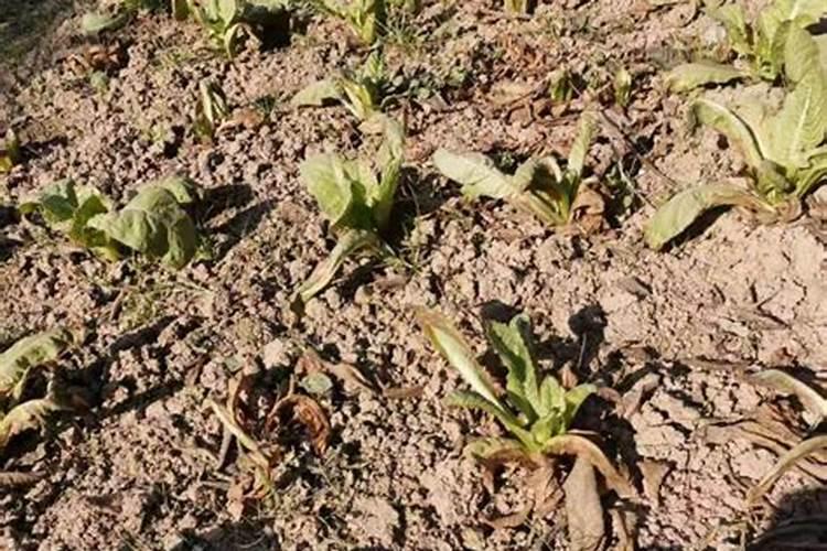高钾叶面肥施用在菠菜上可以吗？