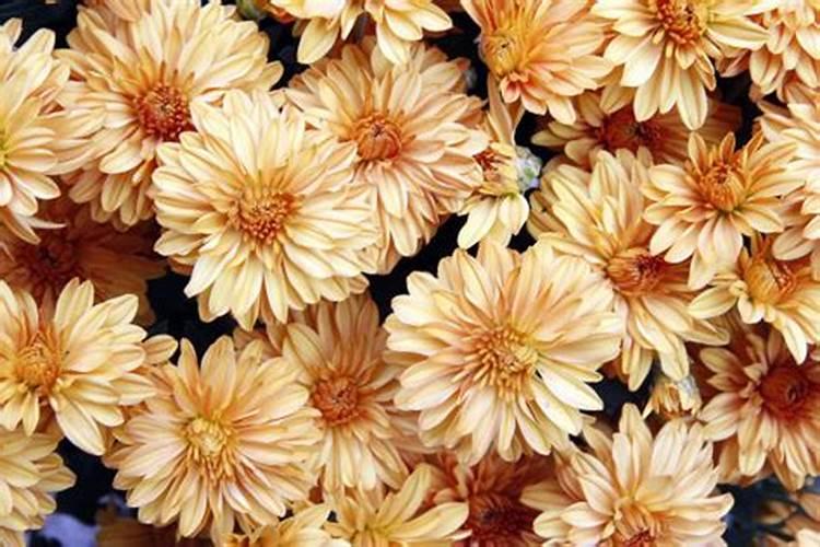 菊花浇什么肥料合适