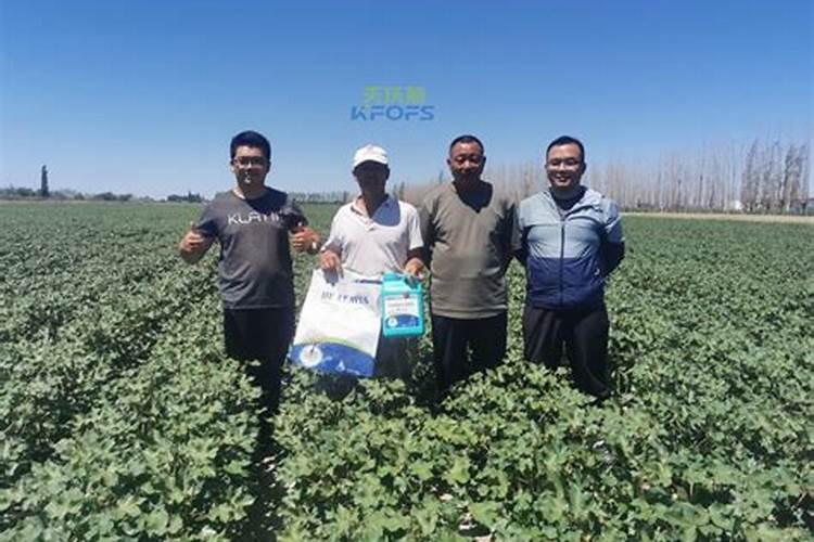 给棉花浇哪种肥好？配比是什么？