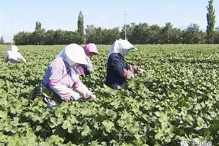 棉花在什么时间打顶？有哪几种打顶方法？