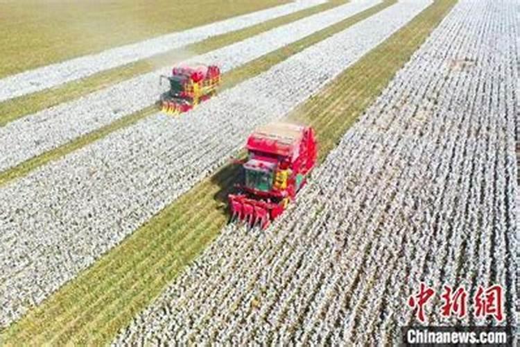 如何给棉花施底肥