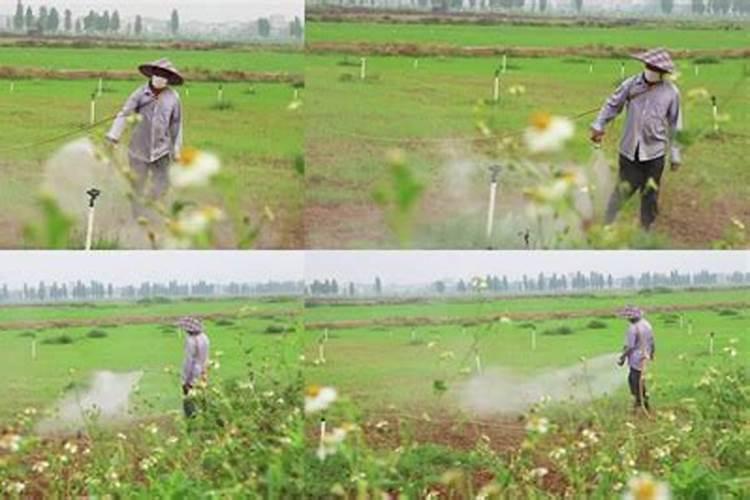 叶面肥和杀菌剂能混用吗 叶面肥和杀菌剂使用注意事项