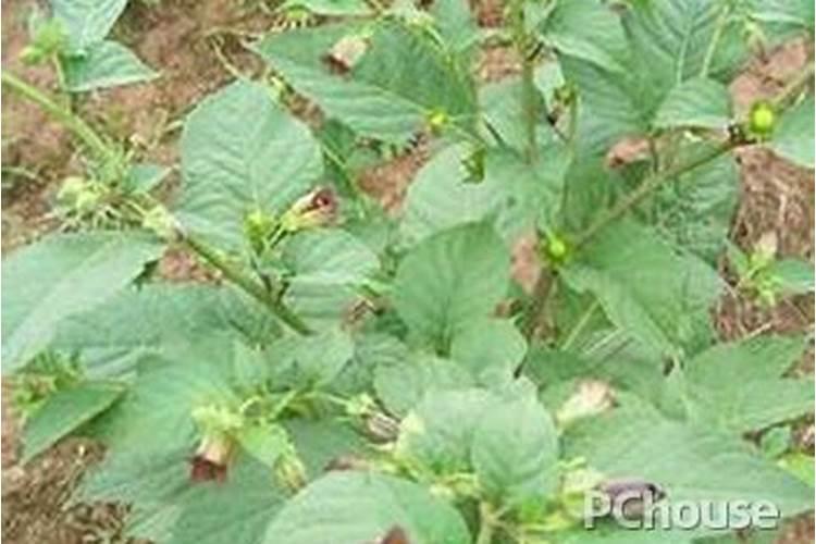 颠茄有哪些特征？
