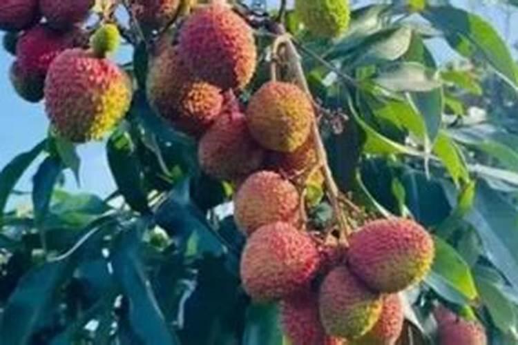 荔枝花芽分化期施什么肥、荔枝施肥管理技术