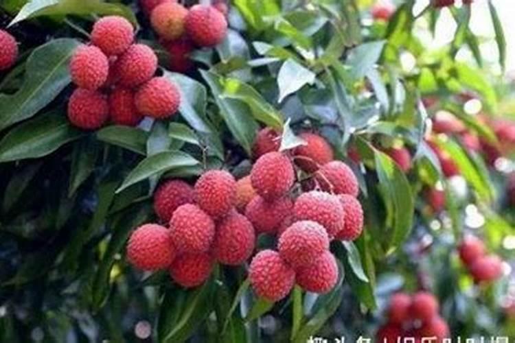 荔枝花芽分化期施什么肥、荔枝施肥管理技术
