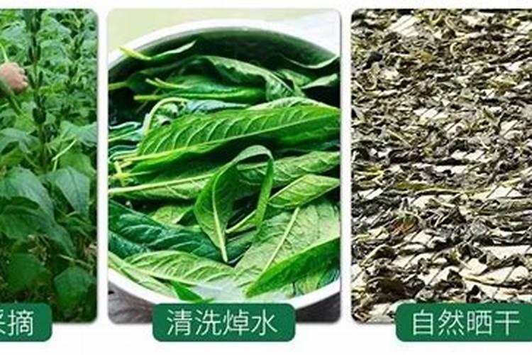 芝麻菜的种植方法和时间