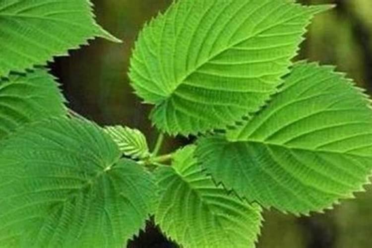 黑芝麻的栽培管理技术要点