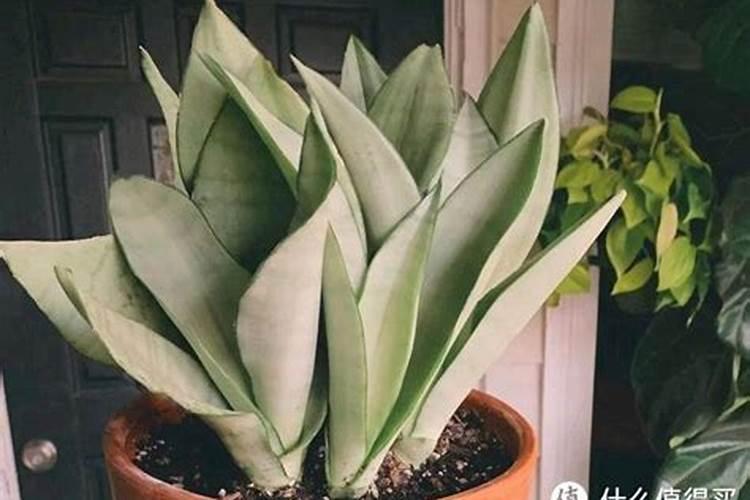 虎皮兰怎么养才会粗壮