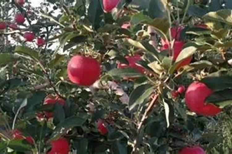 苹果采收要施基肥吗？哪款比较好？