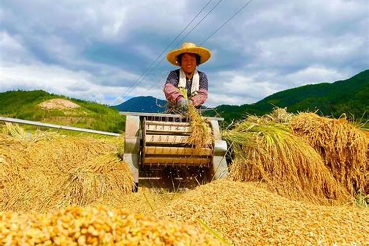 绿宝瓜容易烂是什么原因？