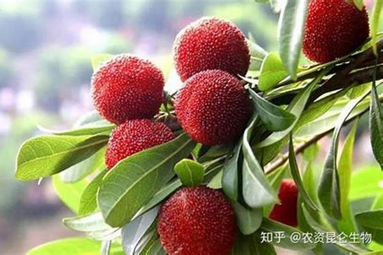 杨梅盆栽种植方法