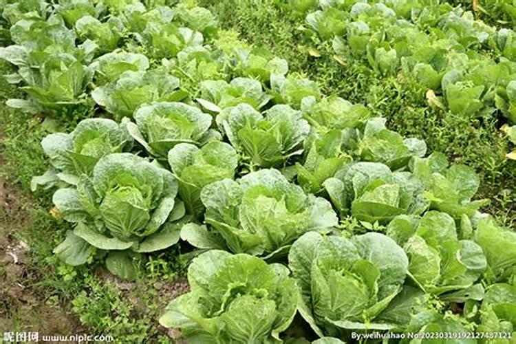大白菜底肥放什么肥好(底肥施用方法)