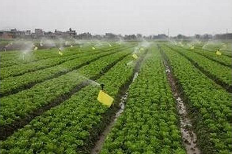 水溶肥是什么肥料,水溶肥料怎么使用效果更好