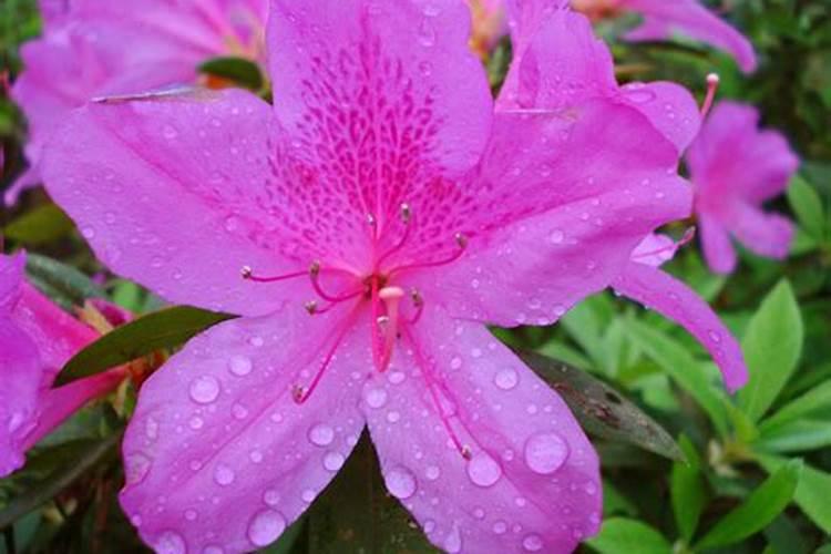 什么时候给杜鹃花喷叶面肥合适？