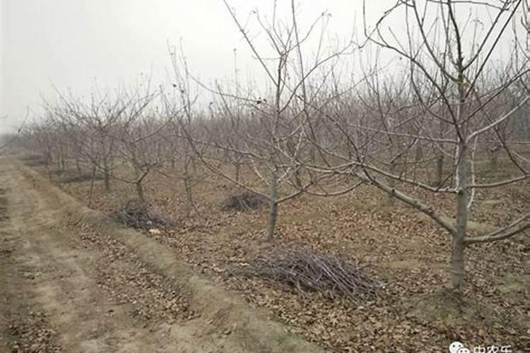 盆栽苹果冬季怎么施肥 盆栽苹果冬季施肥方法
