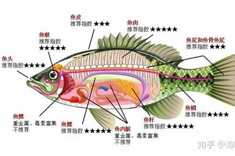 求教鱼内脏能否做肥料