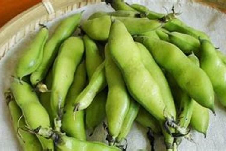 杏树用什么肥料