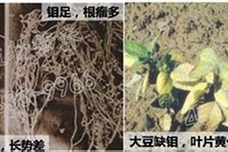 磷肥过量的症状
