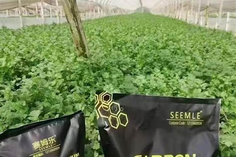 玛丝菲尔和奥姆是一家吗
