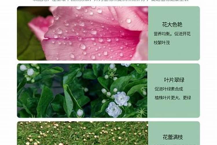 催花肥料使用方法和用量催花用什么肥料好怎么施