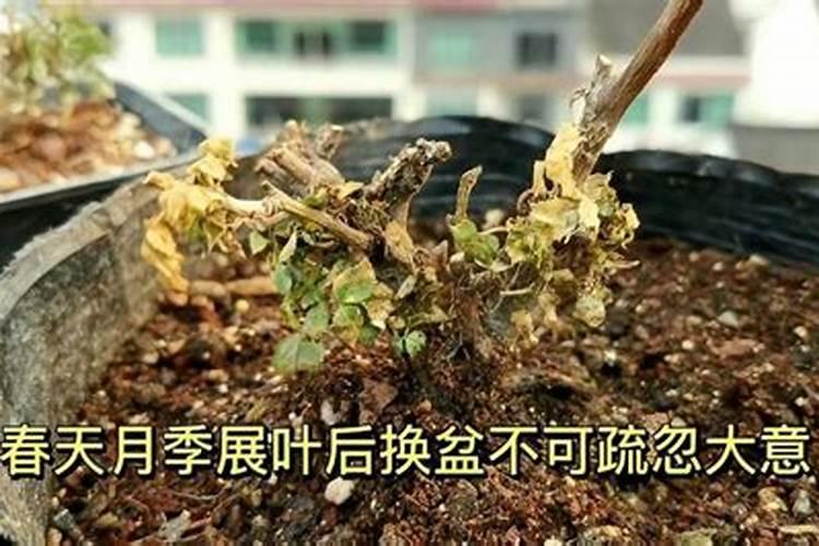 春天月季发芽施什么肥