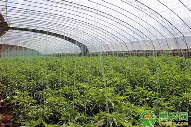 花生膨大粒粒饱使用方法